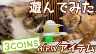 子猫が夢中になるおもちゃを見つけちゃいました！ by えぶりにゃん【ノアさんとこまちゃん日記】 564 views 3 years ago 4 minutes, 49 seconds