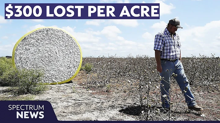 Why Texas cotton farmers are losing $1M before planting