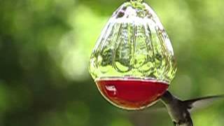 Slow-Motion Hummingbirds