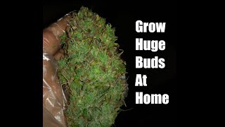 Massive buds using Mars Hydro 2x4 Autoflower Seed to Harvest