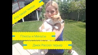 О ПОРОДЕ Джек Рассел терьер "Плюсы и Минусы" Собака в доме