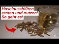 Haselnussblüten verwenden - Was man damit alles machen kann!