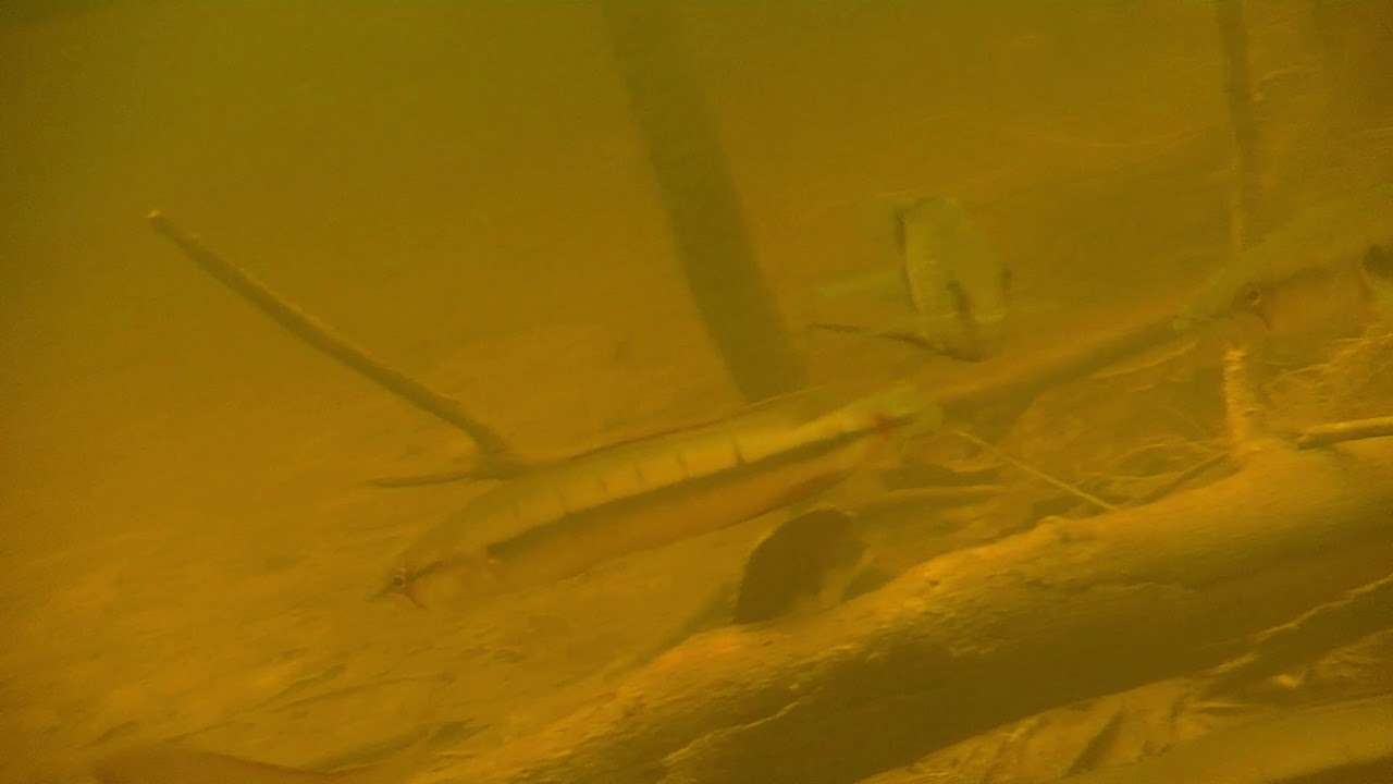 Rio Atabapo. underwater.