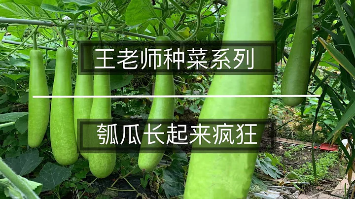 王老師種菜：瓠瓜長起來瘋狂 - 天天要聞