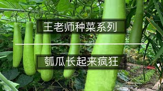 王老师种菜瓠瓜长起来疯狂