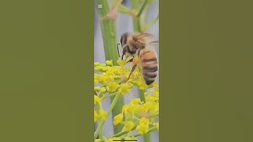 القرآن الكريم بصوت الشيخ ياسر الدوسري سورة النحل #اكسبلور #راحة_نفسية