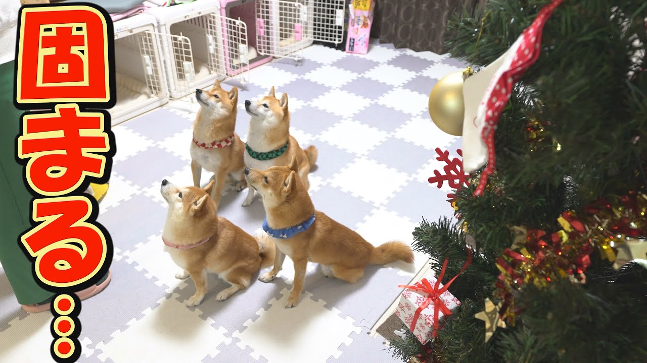 Four Shiba Inu siblings are so happy they freeze like bronze