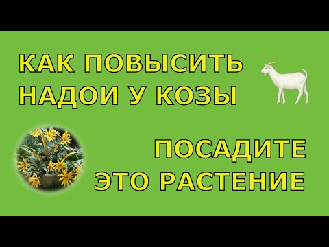 Как Повысить Надои у Козы Весной