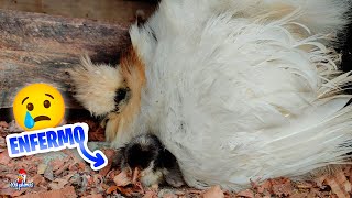 Nació un pollito en el Gallinero 😱 Pero Está Enfermo 😢 by Vida con Plumas 8,614 views 5 days ago 10 minutes, 5 seconds