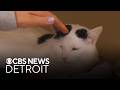 Furry Friday: Meet Uncle Buck the cat and Hokey Pokey the dog
