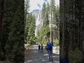 Yes! Dogs Can Hike Here in Yosemite 👏🐶 #shorts