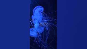 قران كريم بصوت جميل #قرآن #قران_كريم #دويتو #quran #اكسبلور