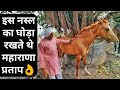 दुनिया में सबसे ईमानदार नस्ल काठियावाड़ी घोड़े|Kathiyawadi Horse Breed in India