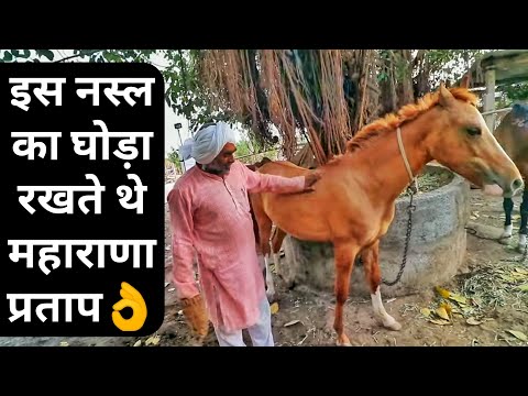 वीडियो: हिरजाई घोड़े की नस्ल हाइपोएलर्जेनिक, स्वास्थ्य और जीवन अवधि