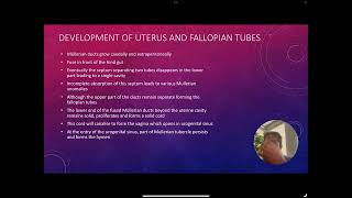 Embryology Of The Reproductive Tract English