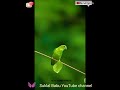 New Santali Video Kundi Darhi Re Kundi Meru 2024 Suklal Babu Youtube Chennel ЁЯОйЁЯШБЁЯСХЁЯСНGreat ЁЯСЦ New Santali Video Kundi Darhi Re Kundi Meru 2024 Suklal Babu Youtube Chennel ЁЯОйЁЯШБЁЯСХЁЯСНGreat ЁЯСЦ