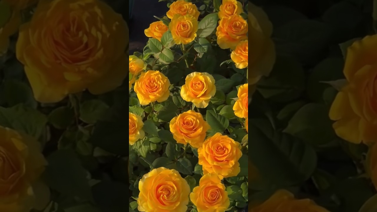 Most beautiful yellow roses (19/7)