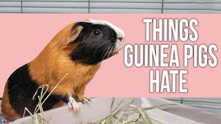 Celebrity 10 Things Guinea Pigs Hate About Human Wealth