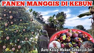 PANEN BUAH MANGGIS DI KEBUN | AUTO KALAP MAKAN BANYAK ‼️