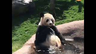 4 Panda Lovers 🤣 Awesome, Cute and Funny Panda Bear Videos Compilation by PIGO 43 views 4 years ago 6 minutes, 4 seconds