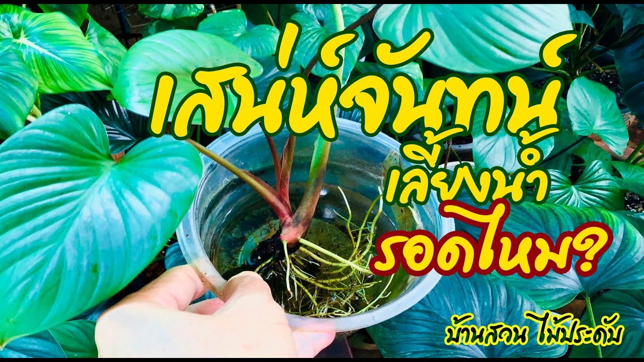 เสน่ห์จันทน์..เลี้ยงน้ำ รอดไหม?