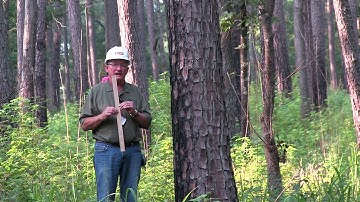 Measuring Tree Height With a Scale Stick