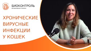 🦠 Вирусные инфекции кошек: симптомы, лечение, профилактика. Хронические вирусные инфекции кошек. 18+