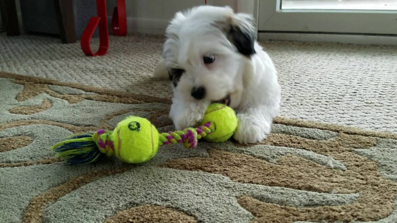 8 week old havanese