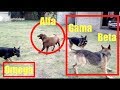 👉 JAURÍA DE PERROS Y JERARQUÍAS (Estatus Alfa, Beta, Gama y Omega) 🐕 COMPORTAMIENTOS EN MANADA 🤯