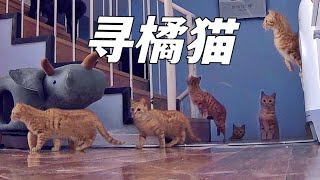 [CC SUB] The stray orange cat disappeared mysteriously after being adopted.