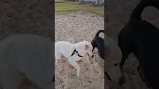 Colin Plays With Meyer At Sand Pit 2 #maremma #sheepdog #rottweiler #doglover #puppy #doglife #dogs