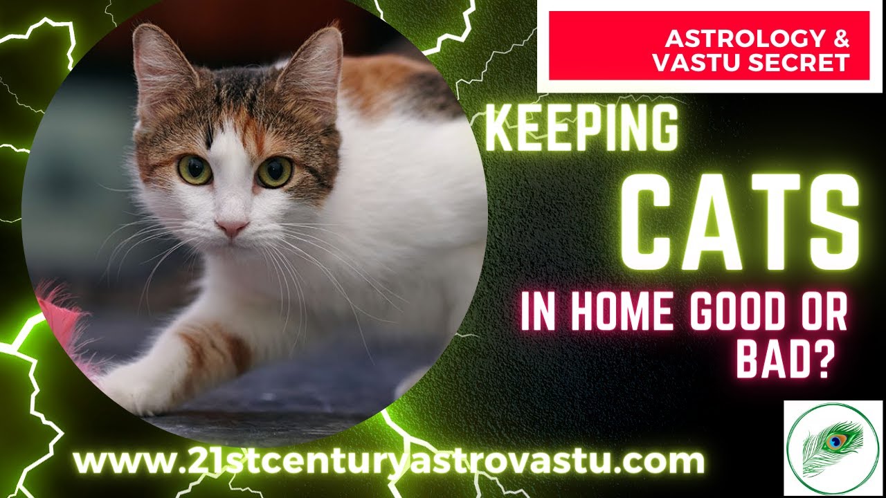 Keeping cats in home good or bad ? II Astrology and Vastu secret 🔥🔥🔥