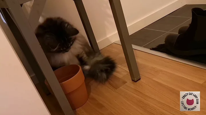 Video 172231: siberian cat playing fetch, siberian cat dog