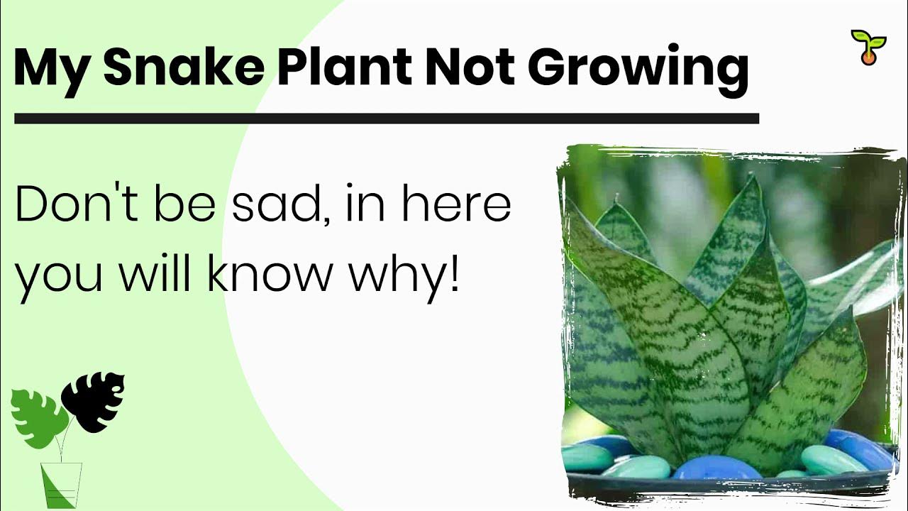 Why Is My Snake Plant Not Growing? YouTube