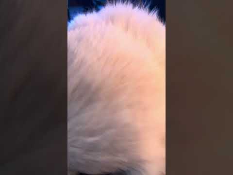 Meet Ducky the Backstage Dog