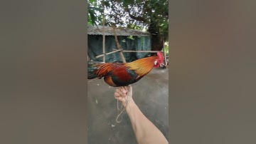 zề chủ mới mạnh giỏi nha đệ🐓#thứcgàrừng86 #gàrừngtaitrắng #gàrừngrặc