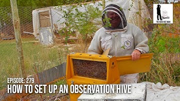 Moving Bees to a Mann Lake Observation Hive & The Tough Task of Finding The Queen | The Bush Bee Man