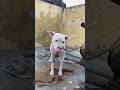 the most popular protective dog ! dogo argentino #viral #music hunting ' N loyal guard dog #pets