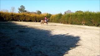 Gcse Pe Horse Riding- Hollie Edgar