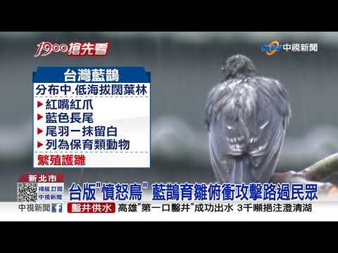 憤怒鳥真實版! 路過國小圍牆遭頻被巴頭濺血│中視新聞 20210427