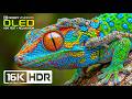 Impossible Clarity HDR Colors 16K Dolby Vision Nature Test 8K 4K Video TV 