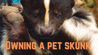 Owning a pet skunk by Arthur and the Animal Kingdom 154 views 3 months ago 6 minutes, 29 seconds