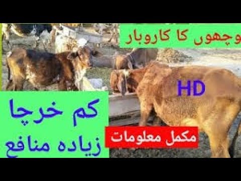 Bachra Farming Business Small Business Ideas Farming In Pakistan India