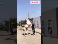 horse dance