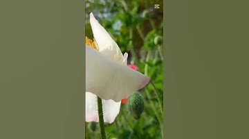 تلاوة لسورة النصر بصوت جميل #جياد_الرياض #قرآن #رمضان_كريم #ازهار #السعودية
