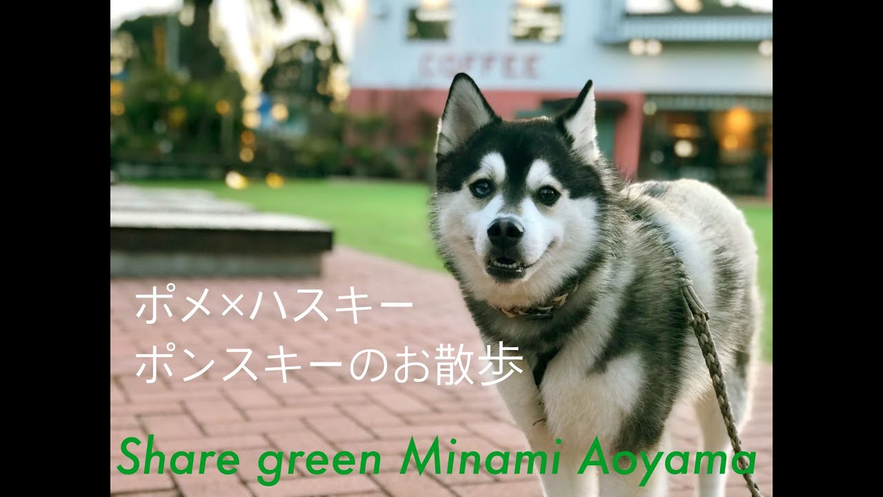 Meet Derek Pomsky Puppy Tickle 飼い主の足にじゃれるポンスキー子犬 Youtube Meet Derek Pomsky Puppy Tickle 飼い主の足にじゃれるポンスキー子犬 Youtube