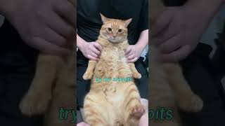 Cat Gets Massage Treatment