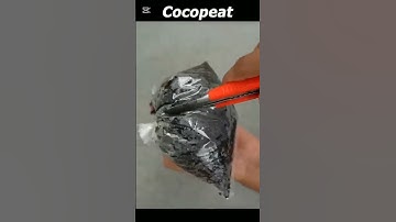 🌱mango trees are Easier to propagate than you thin#mango