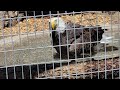 The ONLY alpine zoo in the USA