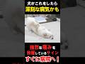【深刻な病気かも】犬がこのポーズを見せたらすぐに病院へ！ #shorts #チワワ
